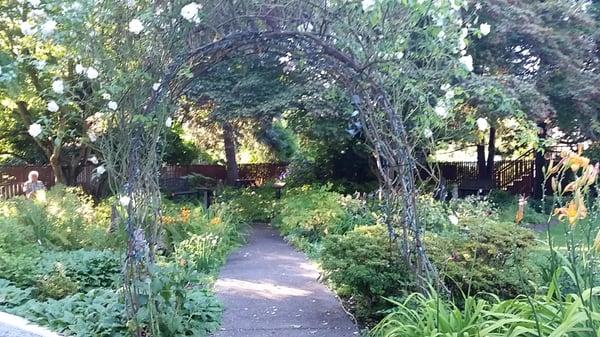 Archway of white spray roses leading to garden