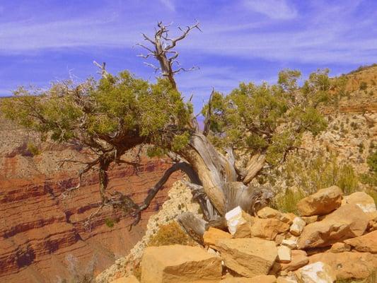 Grand Canyon!