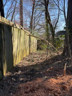 Tree left on the fence