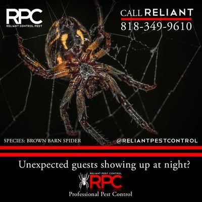 Unexpected Spiders? Call Reliant Pest Control 818-349-9610