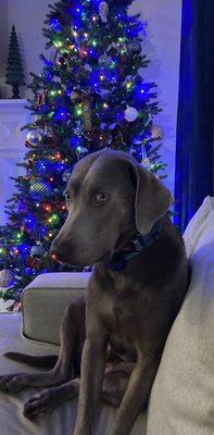 My dog Duke at Christmas