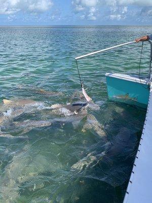 Feeding the Lemon Sharks