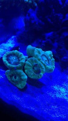 Kryptonite Candy Cane Coral we picked up from Tropical Reef nice and plump