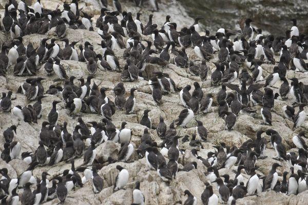 1000s of these birds looked like penguins ;-)