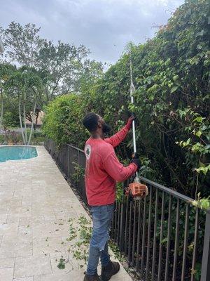 Hedge trimmer