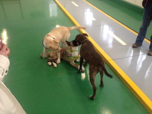 Harley (yellow lab) LOVES the Dog District.