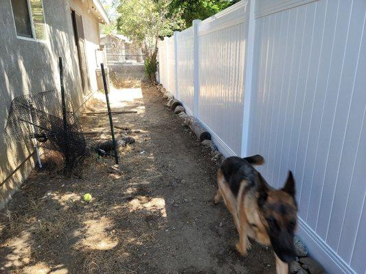 Dogs aren't used to it but too bad cause it's a great fence and they can't dig anymore.