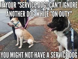 I have a real Service Dog.