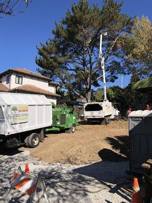 Mill valley ca removal pine