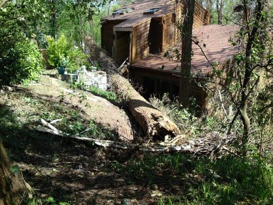 A Southern Tree lifting a southern tree from a southern house.