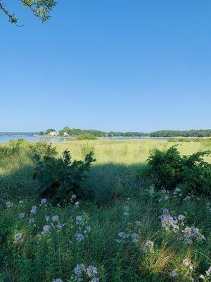 Summer morning low tide, with native phlox in the foreground