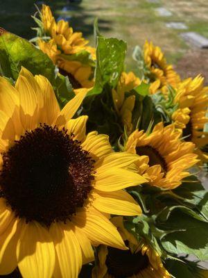 A bunch of cut sunflowers for $8.00