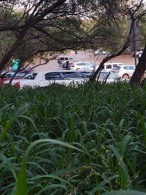 Limo waiting at Poolena Lena Beach on Maui