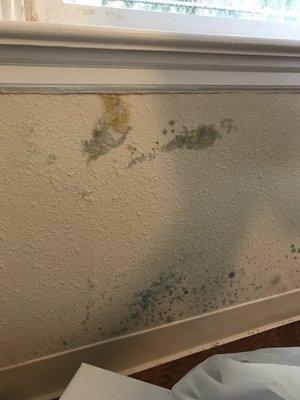 Mold under the windows.