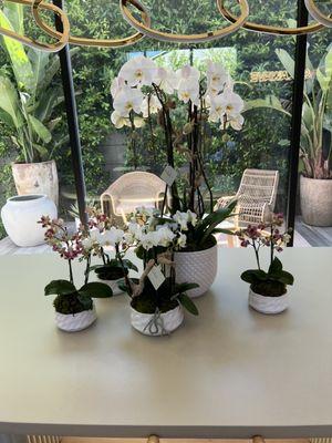 Orchid Arrangements