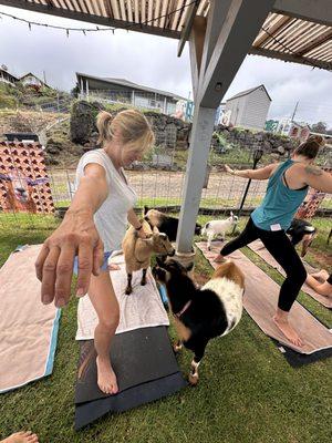 Warrior pose with goats