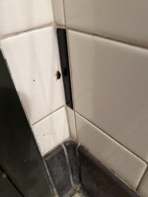 One of the cockroaches I saw in the bathroom