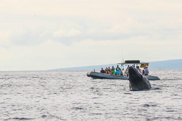 Hawaii Ocean Rafting