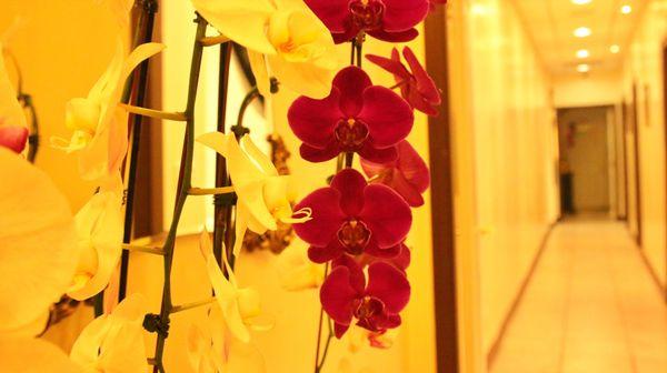 We surround ourselves with orchids. From the Greek "orkis," these exotic flowers have a long history associated with love and elegance.