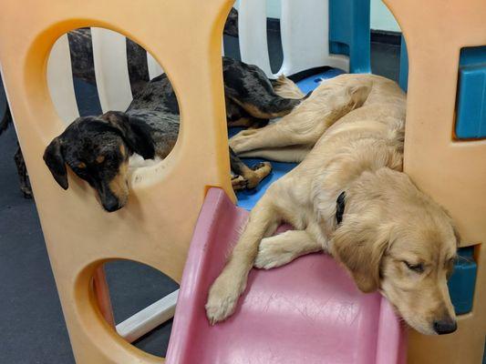 A couple cuddle-bugs sharing our play tower