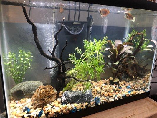 My home aquarium with rocks, plant & branch from Aquarium Zen!