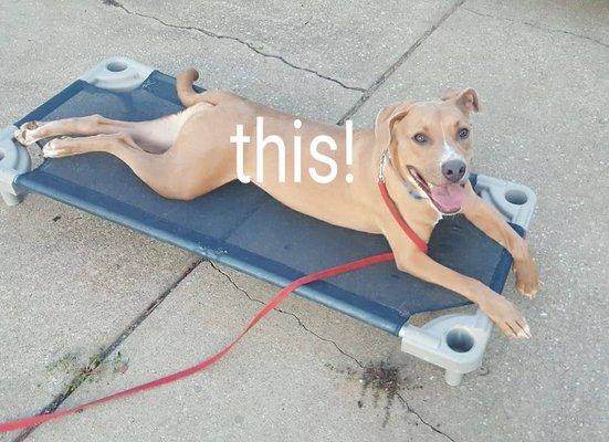 This is what a happy obedient dog looks like.