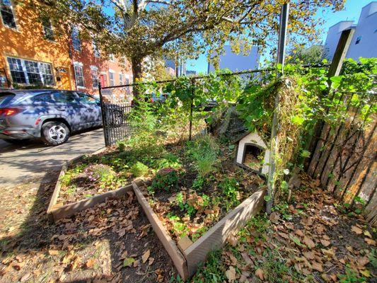 We love working on landscaping projects in South Philly. What a gorgeous autumn day. The community flower garden we built is doing lovely.