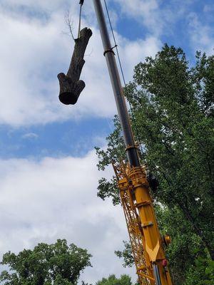 Tree removal service