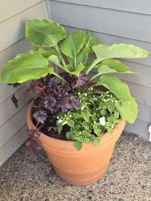 Potted plant arrangement