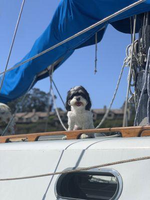 Crue on her boat after a haircut by Silvia!