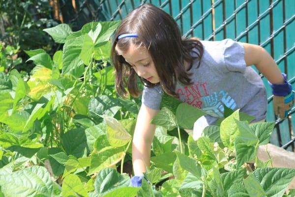 Picking bush beans- summer 2015