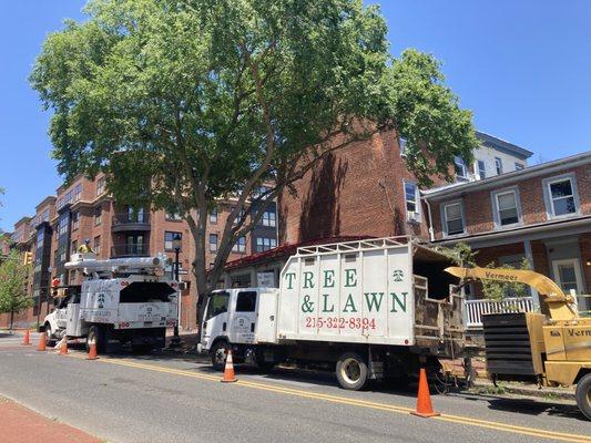 Joseph McIlvaine Tree & Lawn