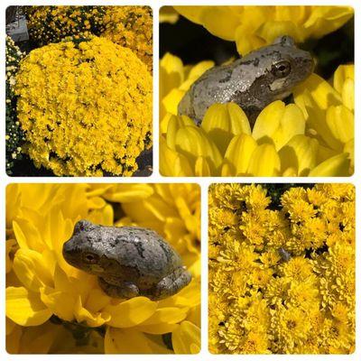 Found this little guy chilling on the mums