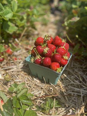 Pick your own strawberries