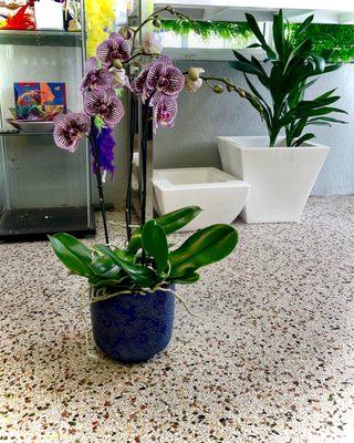 Tiger Stripped Purple Orchid~ Purchased & Placed Beautifully in Our Home!