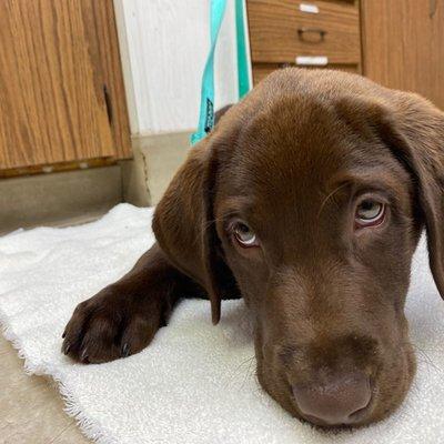 Precious pup patiently waiting for his vaccines.