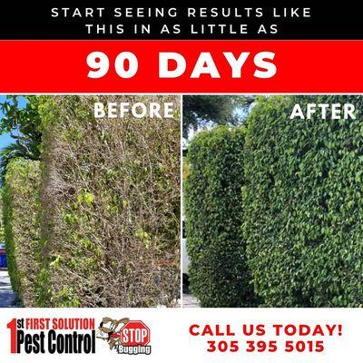 We treat yards against many pests and fungus. Call us today for a free quote at 305-395-5015.