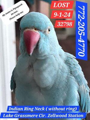 Lost Indian Ring neck Parrot he's young without his collar ring   please help.  him get back home   Call 7722054770