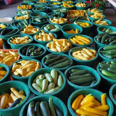 Summer Squash harvest Stillman's Farm