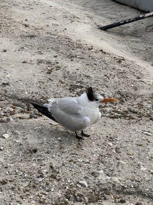 Peace River Wildlife Center