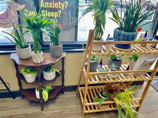 House plants for sale