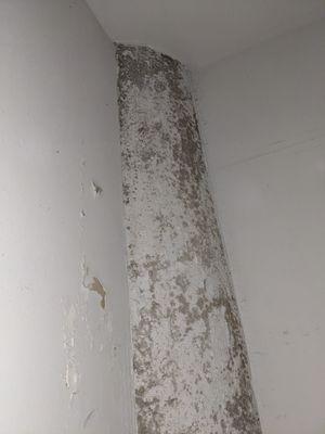 Mold in our laundry room, because the laundry room in this property has no outside ventilation and just vents back into the same, tiny room.