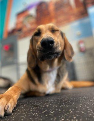 The more pups come to daycare, the more fun they have!