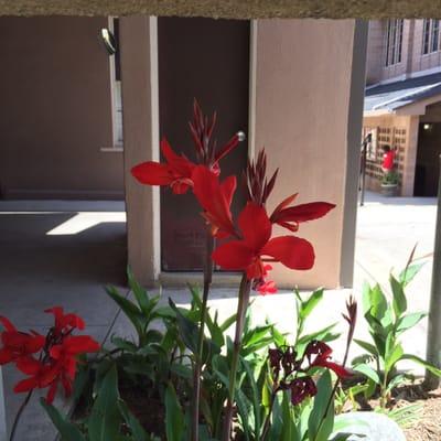 Flowers in the patio area