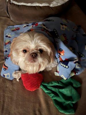 Brady loves his new radish dog toy! $5.00 03/06/2023