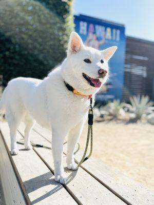 Kaia all smiles because it's dog friendly