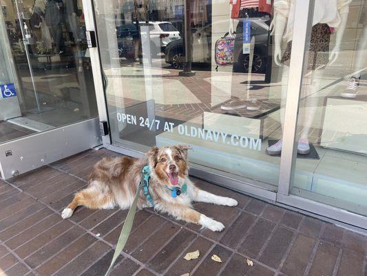 Betty enjoys going to Dog Friendly Old Navy