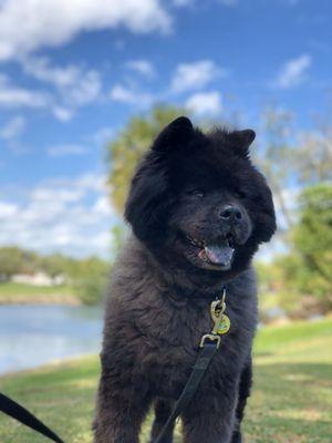 Took my Chow Chow for a puppy cut really amazed on how she turned out!! I really recommend this place its very humble!