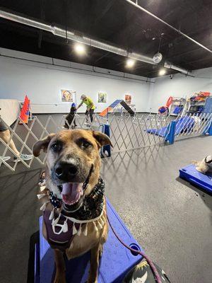 Smiling Dog doing command  "table" in front of agility equipment