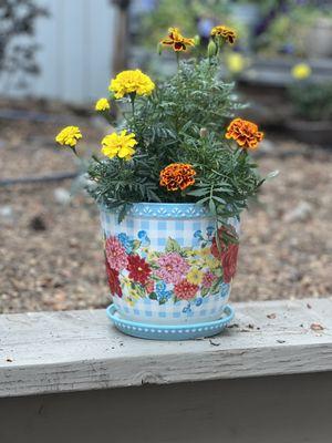 Marigolds I picked up in the Garden Shop a inexpensive vase, nice